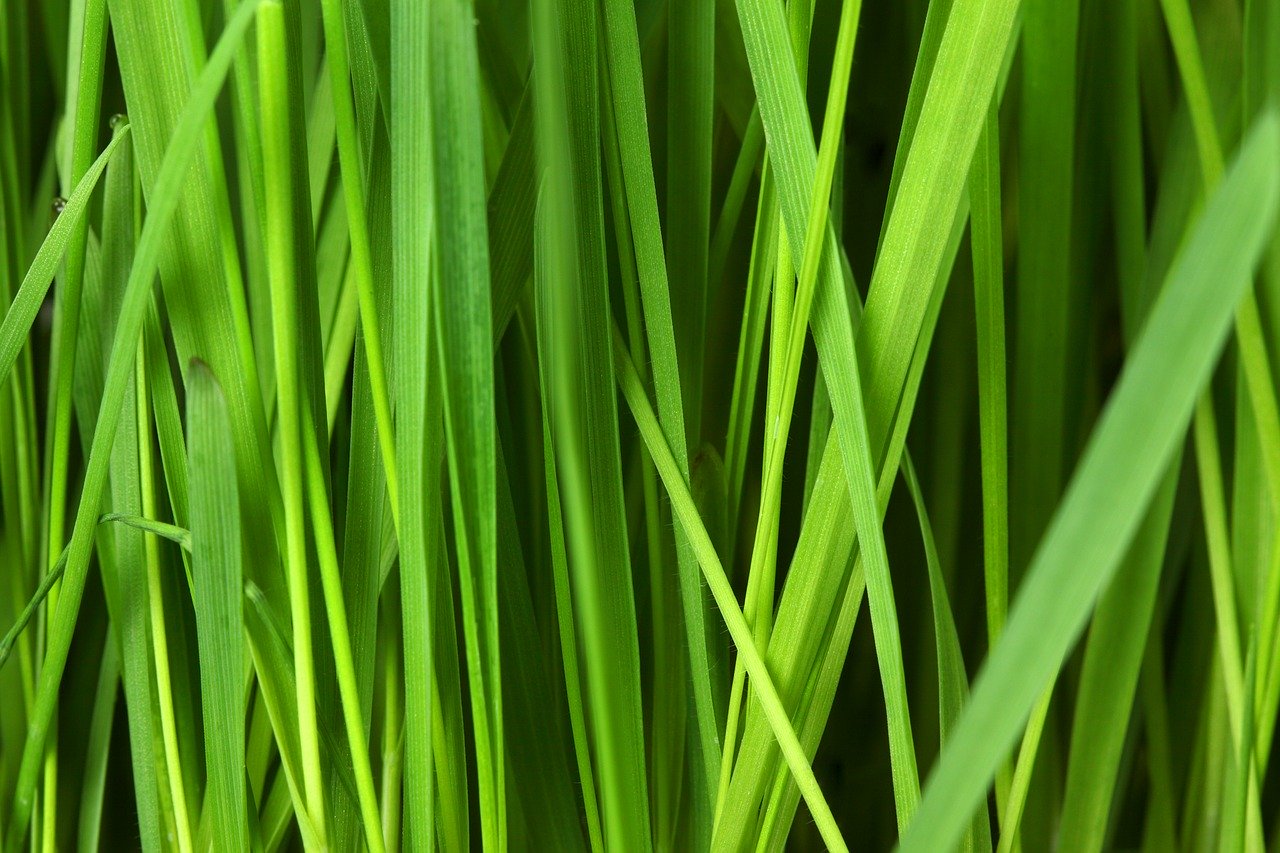 grass, lawn, background